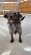Lupe Image 7